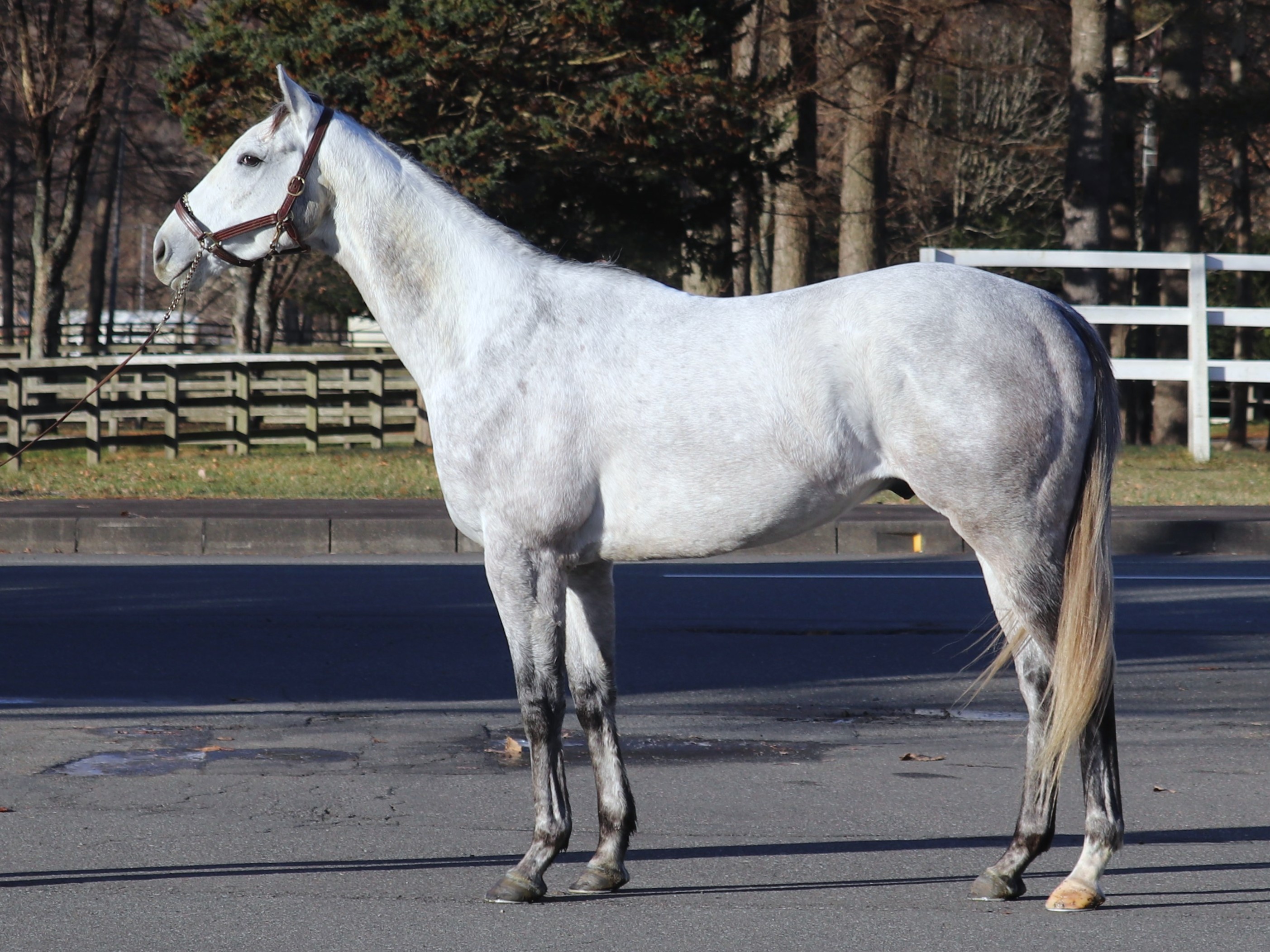 合馬 共有馬詳細／共有馬情報（共有馬一覧）／コスモオーナーズ
