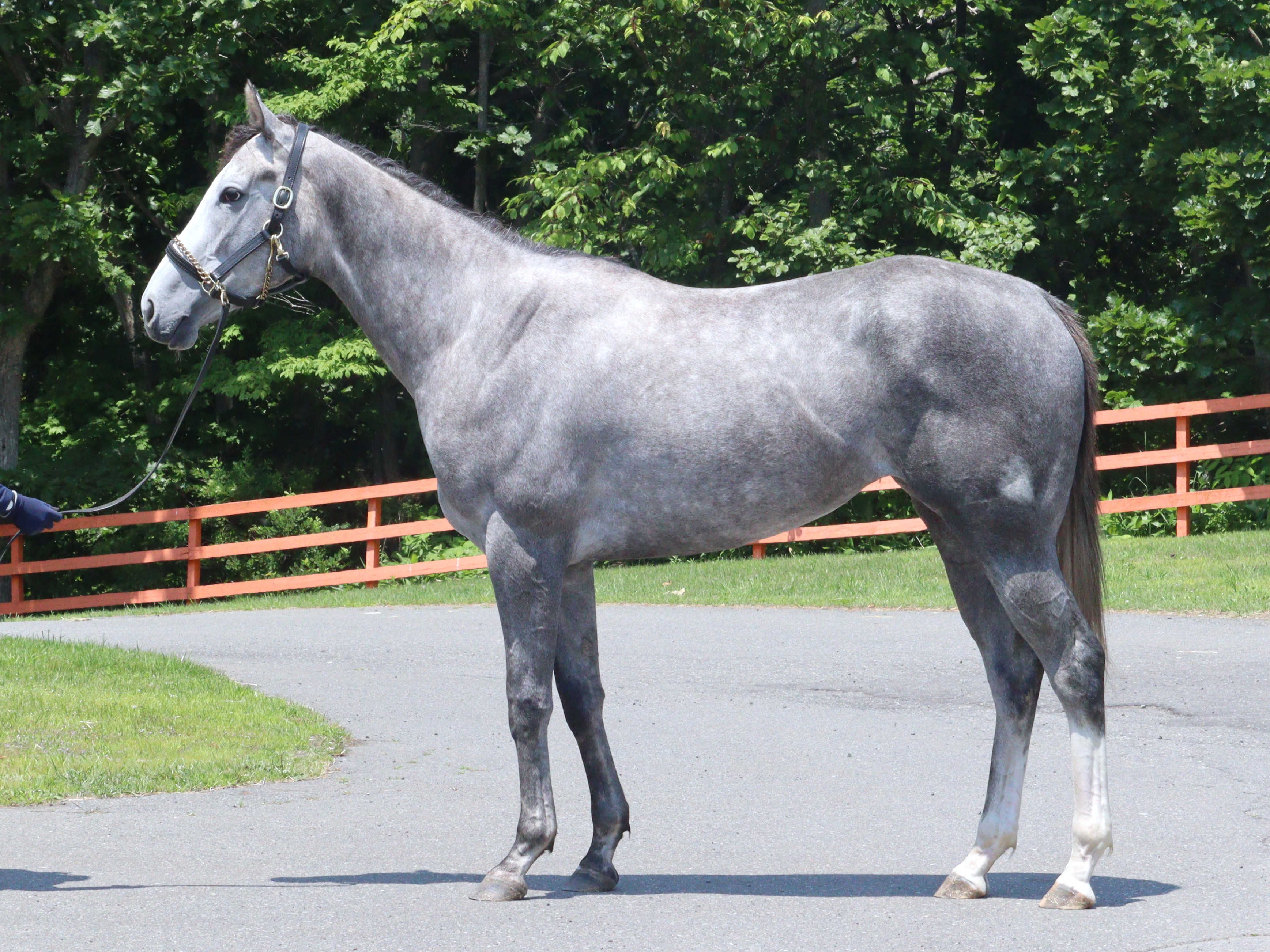 共有馬詳細／共有馬情報（共有馬一覧）／コスモオーナーズ