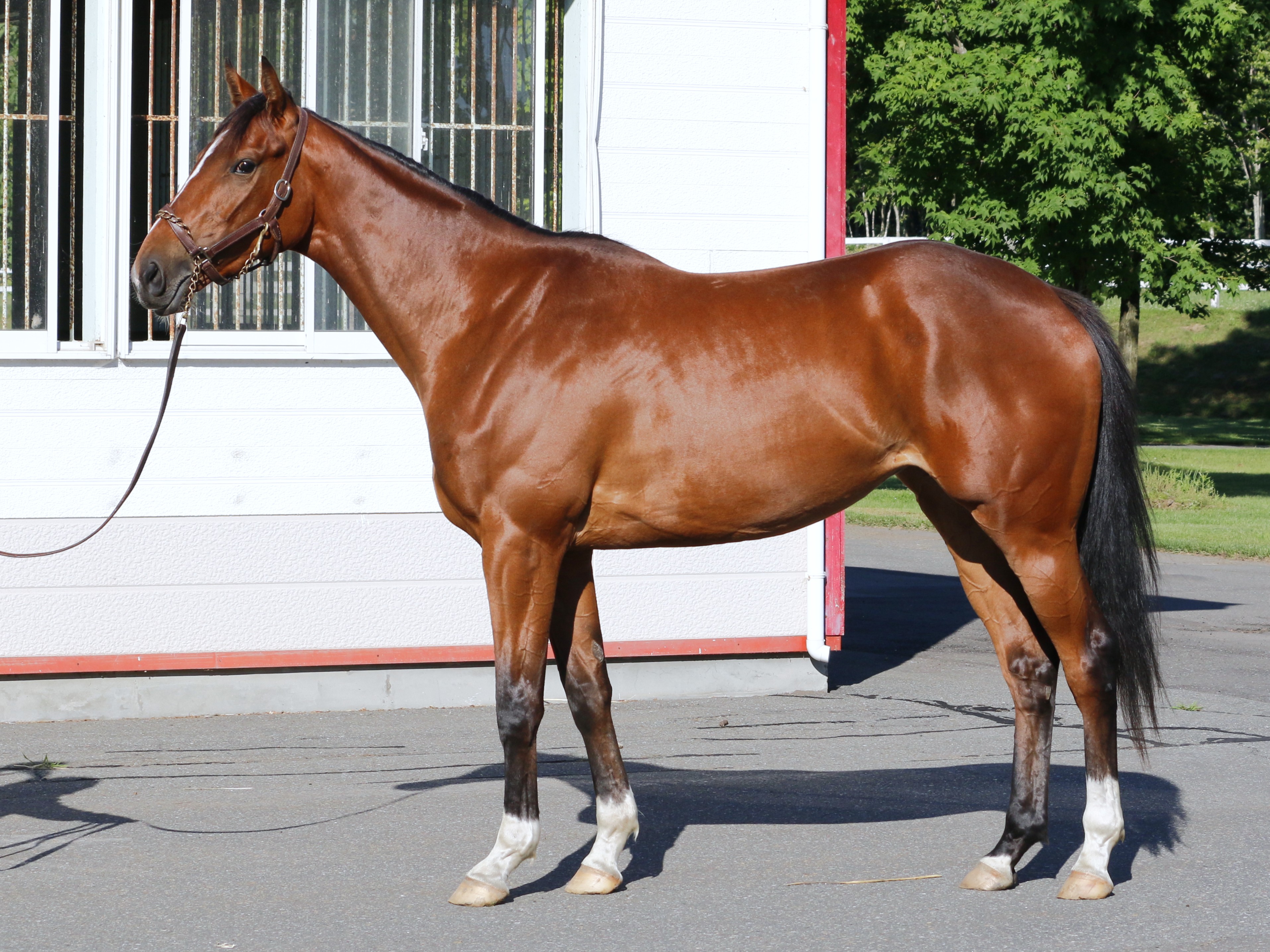 共有馬詳細／共有馬情報（共有馬一覧）／コスモオーナーズ